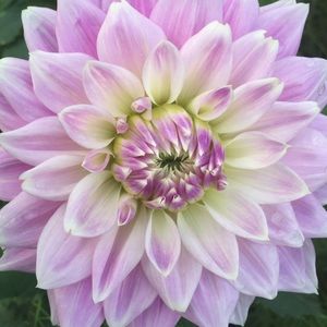 Meet your Posher, Evelyn